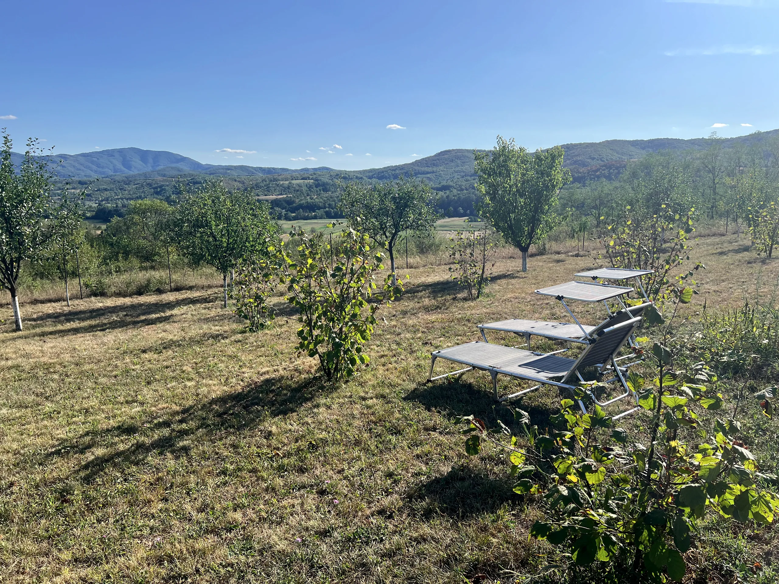 Golden hour loungers in the orchard